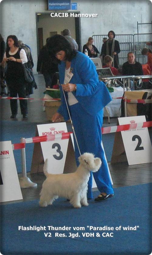 Bestes Tierfutter für gesunde Hunde Bestes Tierfutter für gesunde Hunde