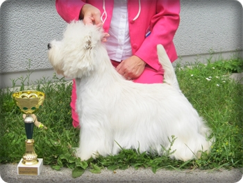 Im Freien Westie Im Freien Westie