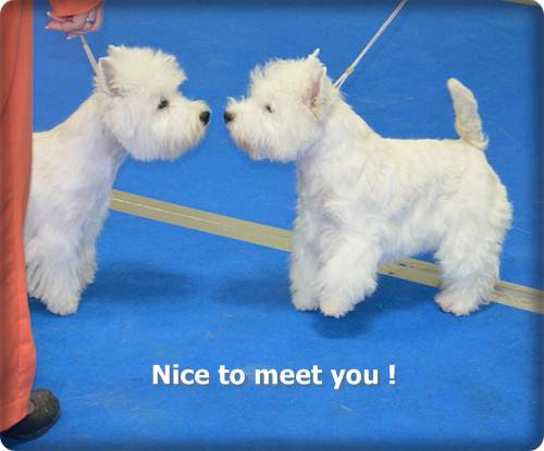 Nice to meet you Nice to meet you
