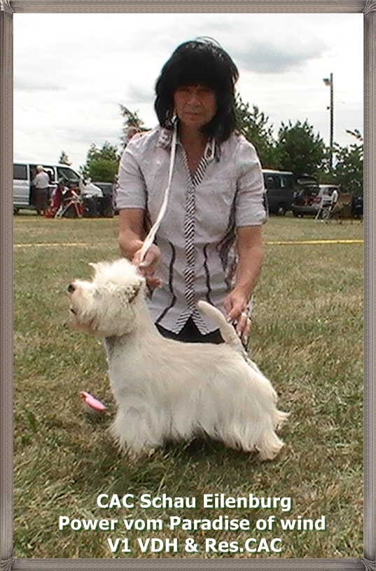 V-Power Westie in Championklasse Westiewelpen V-Power Westie in Championklasse Westiewelpen