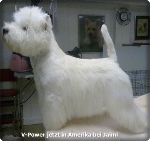 V-Power Super Westie V-Power Super Westie