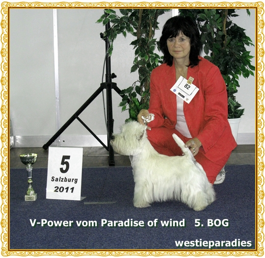 V-Power auch in der Gruppen erfolgreich V-Power auch in der Gruppen erfolgreich