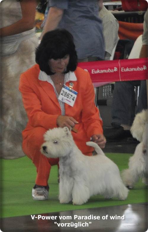 V-Power bei World Dog Show freistehend V-Power bei World Dog Show freistehend