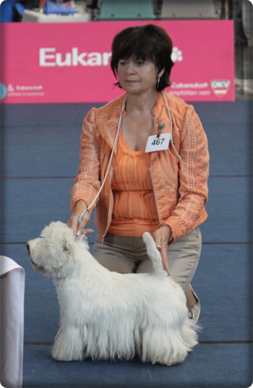 Welpen von Westies Welpen von Westies