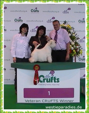 Westie Tommy CRUFTS Vet. Winner