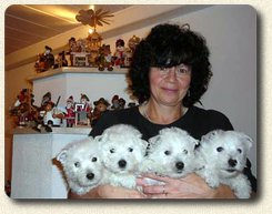 vier Westie Welpen mit Martina 4 Westie Welpen mit Martina